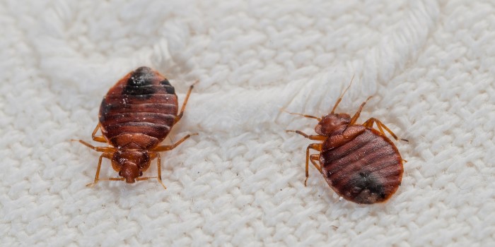 Bedbugs on a bed sheet